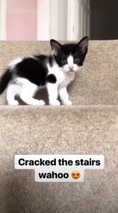 @staceysolomon Instagram Stacey Solomon new kitten 