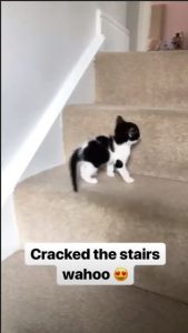 @staceysolomon Instagram Stacey Solomon new kitten 