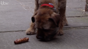 Eccles the dog Coronation Street 