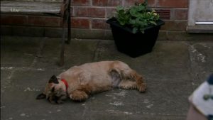 Ken Barlow's dog Eccles is poisoned in Coronation Street, ITV
