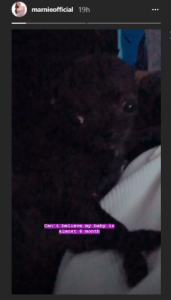 Marnie Simpson puppy (Credit: Instagram)