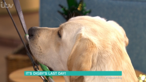 Digby the dog on This Morning