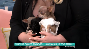 This Morning guest Elena Katerova, who breeds teacup dogs