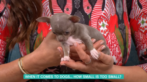 This Morning guest Elena Katerova, who breeds teacup dogs