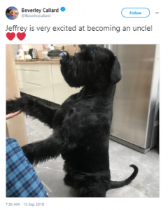 Beverely Callard shares a sweet picture of Jeffrey her dog on Twitter 