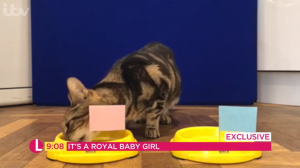 Lorraine's psychic cat predicts royal baby gender