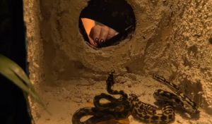 Emily Atack's first Bushtucker trial