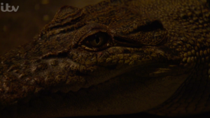i'm a celeb