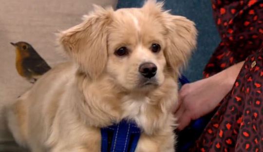 this morning puppy saved from dog meat farm