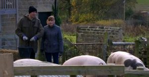 Emmerdale pigs