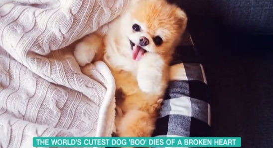Boo - The World's Cutest Dog - on This Mroning