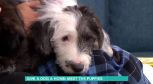 Dog hoping to be re-homed on This Morning