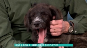 Dog hoping to be re-homed on This Morning