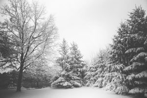 Snow (Credit: www.pexels.com)