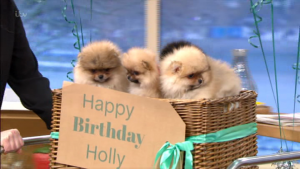 This Morning puppies