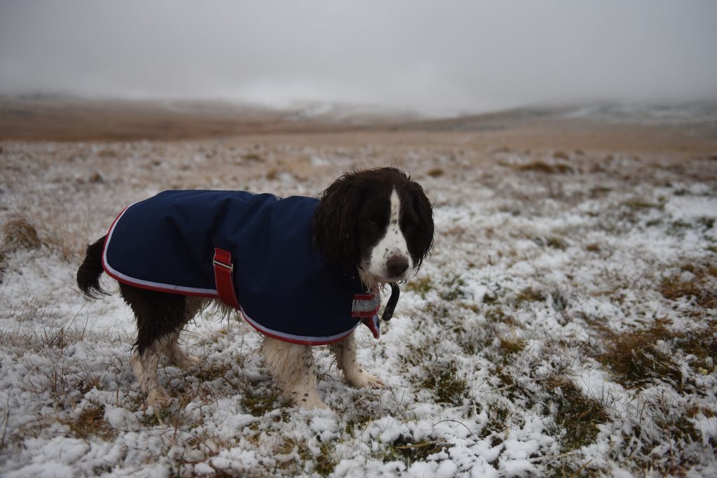 Dog in snow in Devon