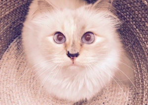 Choupette Karl Lagerfield Instagram