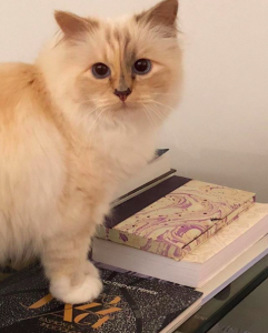 Choupette Karl Lagerfield cat