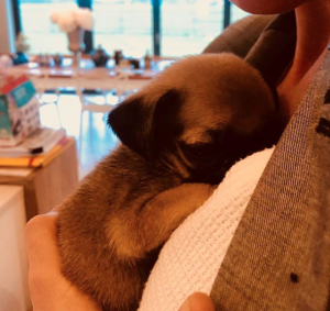 Dog (Credit: Instagram @sarahnicoleharding)