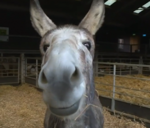  Gogglebox (Credit: Channel 4)