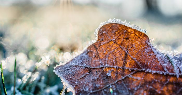 Frost (Credit: www.pexels.com)