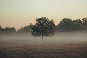 Morning fog (Credit: Unsplash)