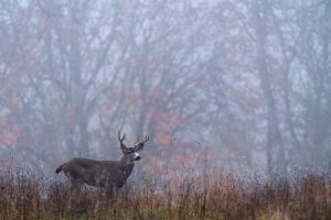 Deer on a foggy morning (Credit: Splashnews.com)
