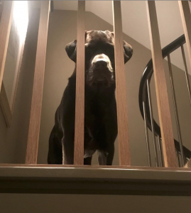 Lisa Armstrong and Ant's dog