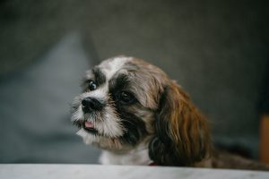 Shih Tzu dog
