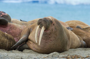 walruses