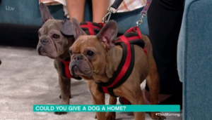 This Morning dogs