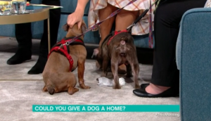 This Morning dogs
