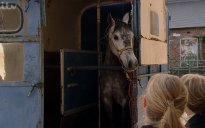 Sammy Heracles Horse Coronation Street