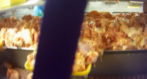 Dispatches: The Truth About Chlorinated Chicken