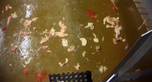 Dispatches: The Truth About Chlorinated Chicken