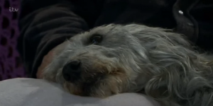 Emmerdale Alfie dies Credit: ITV/YouTube