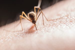 Mosquitoes spread the disease (Credit: Pexels/Jimmy Chan)