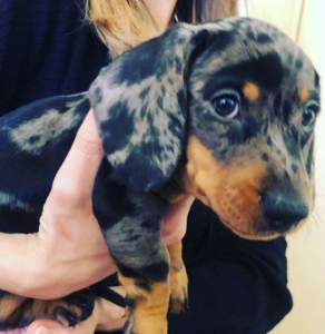 Cath and her cute pup