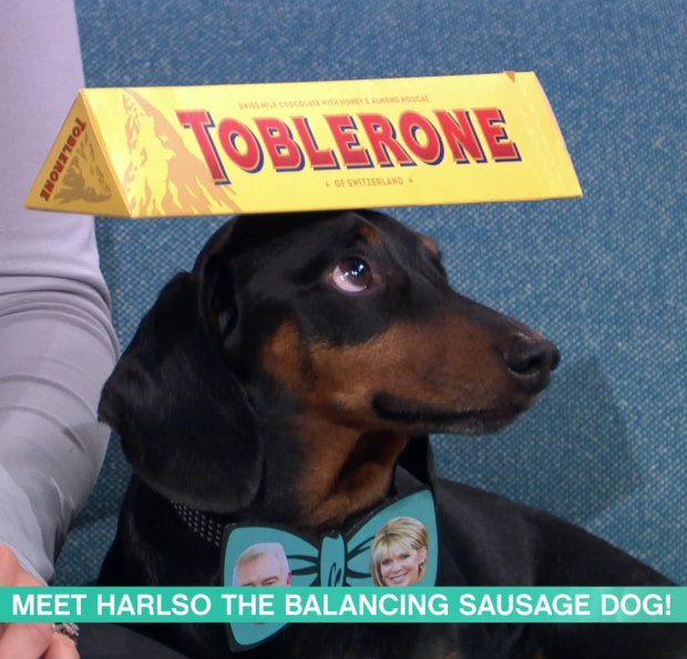 Harlso the Dachshund