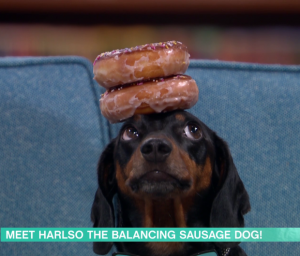 Harlso the Dachshund