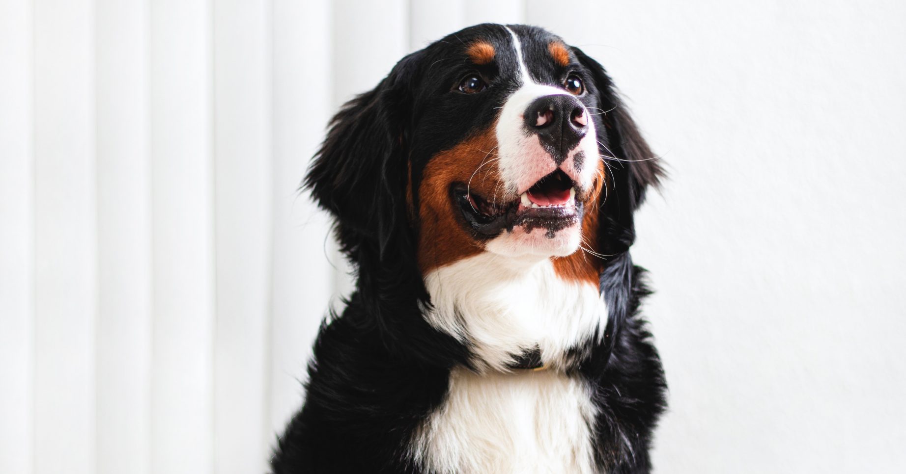 Bernese Mountain Dog Credit: Pexels.com