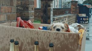 Dogs Trust Christmas 2019 advert