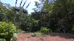 I'm A Celebrity trial