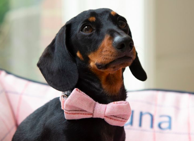 https://www.my1styears.com/personalised-dog-bow-tie.html