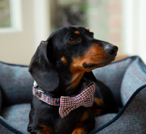 https://www.my1styears.com/personalised-dog-bow-tie.html