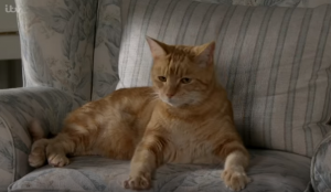 Arthur the cat Mrs Mcelroy Coronation Street