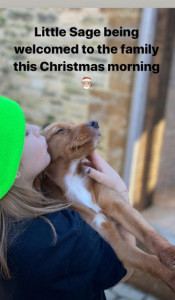 The Beckhams' new dog