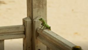 Death in Paradise, Harry the Lizard