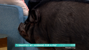 A pig on This Morning