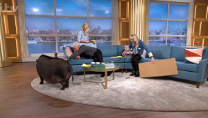 A pig on This Morning 